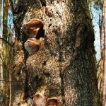 <b>Phellinus robustus</b>  (Eichenfeuerschwamm): Verursacht eine Wei&szlig;f&auml;ule (&ldquo;Holzverspr&ouml;dung&rdquo;) vorwiegend in Eichen - das Bruchrisiko durch die bekannterma&szlig;en eher langsame Ausbreitung der Holzzersetzung wird h&auml;ufig untersch&auml;tzt